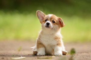 Cute Puppy
